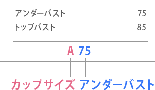 ブラジャーのサイズ表記説明